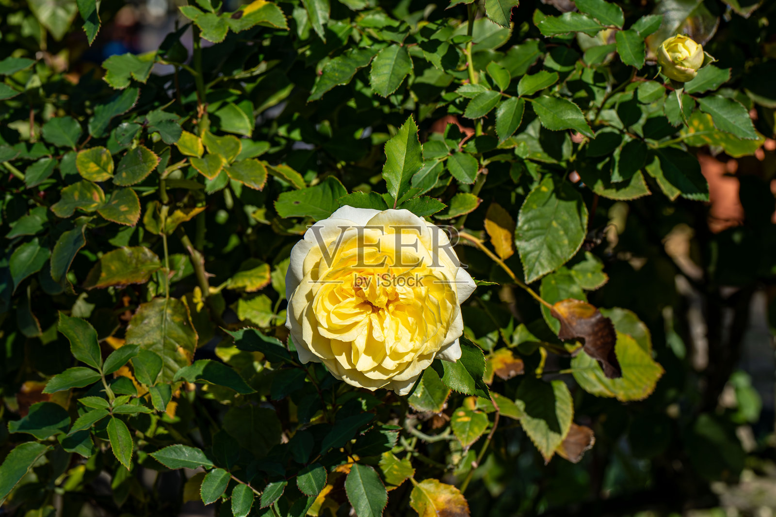 玫瑰照片摄影图片