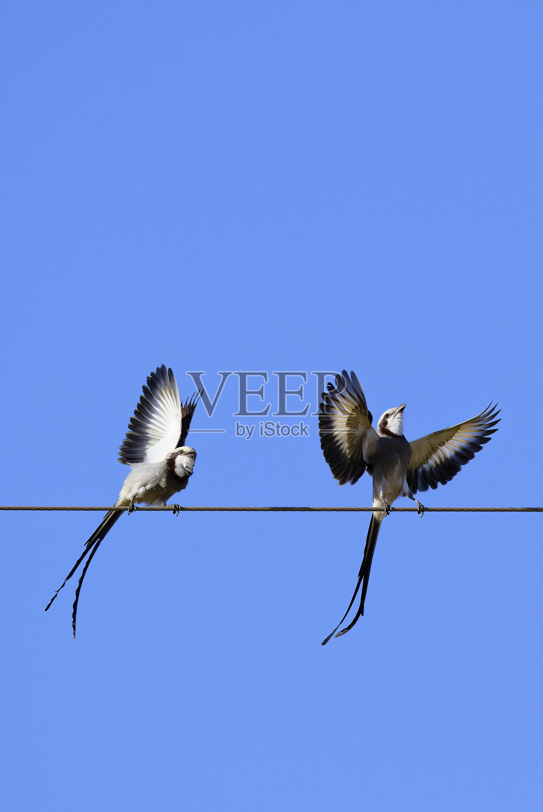 流Streamer-tailed Tyrant照片摄影图片