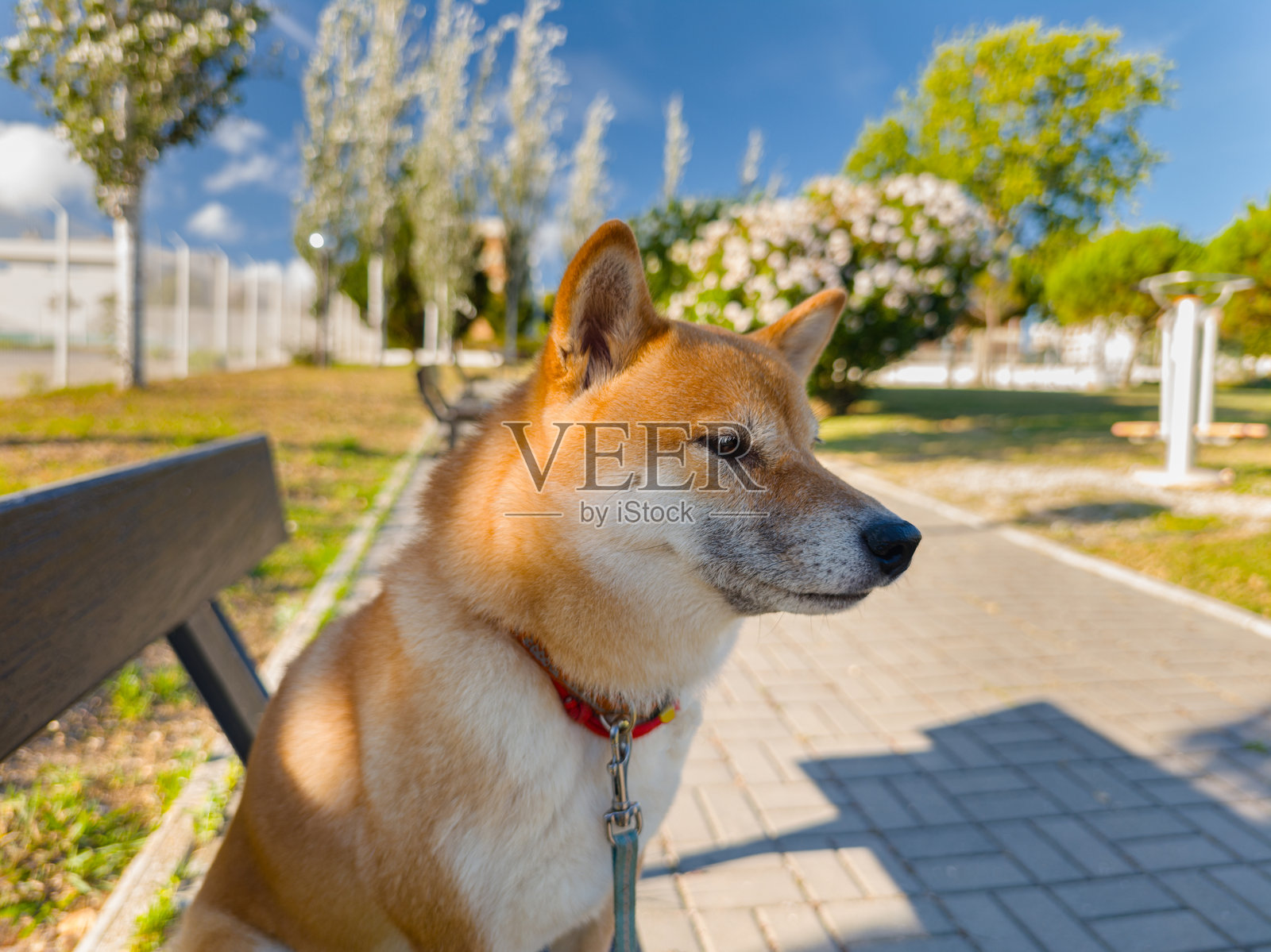 阳光明媚的夏日，一只柴犬坐在公园的长椅上。照片摄影图片