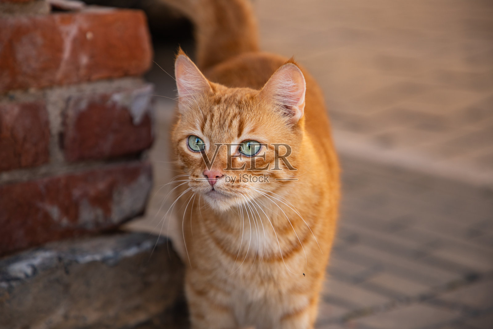 一只棕色猫在街上走。照片摄影图片