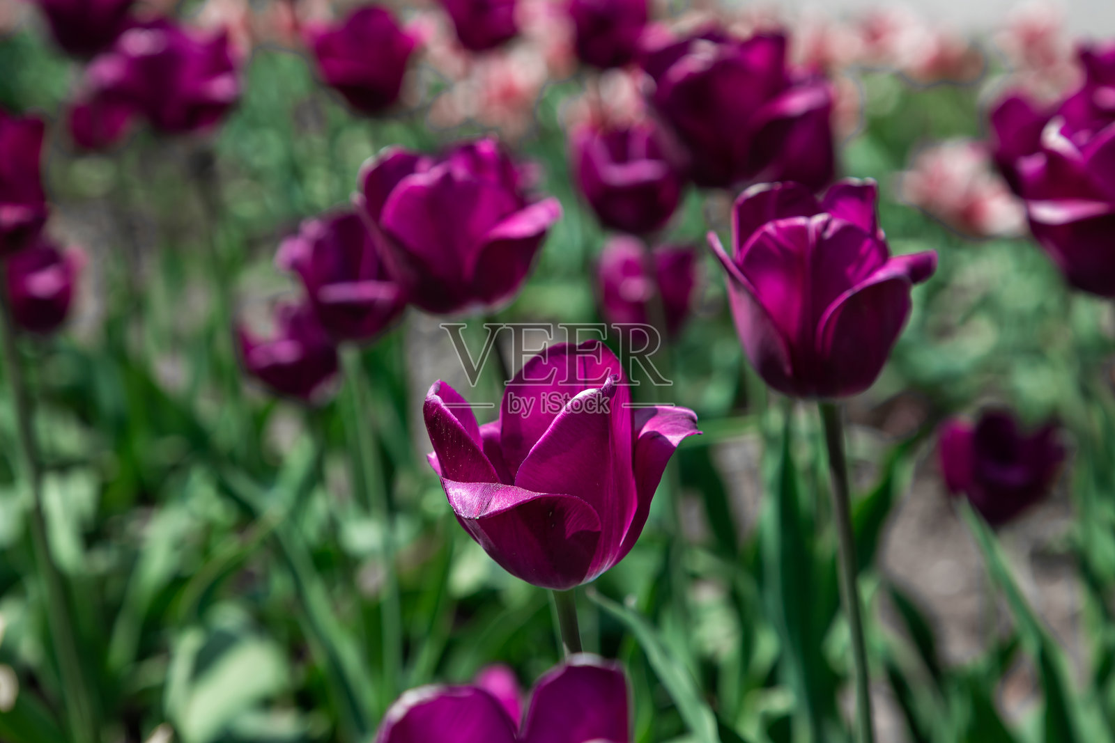 美丽花园中盛开的郁金香照片摄影图片