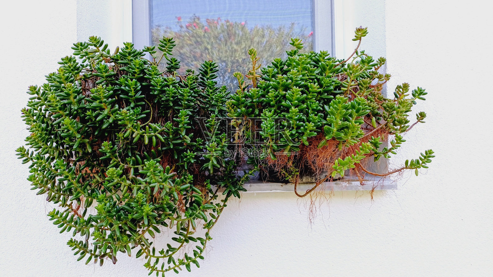 家庭花园，盆栽多肉植物。照片摄影图片