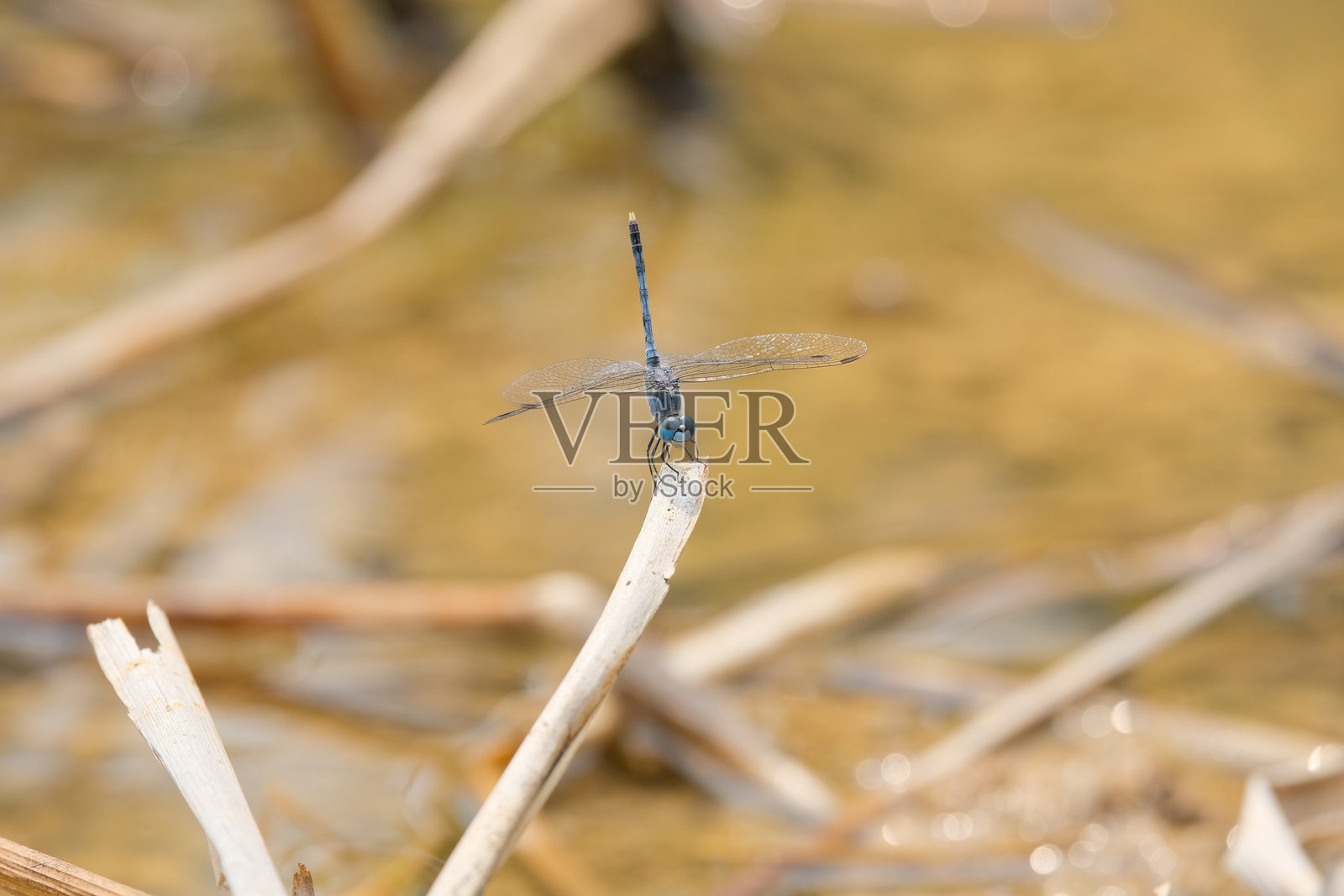 蜻蜓翘起尾巴。照片摄影图片