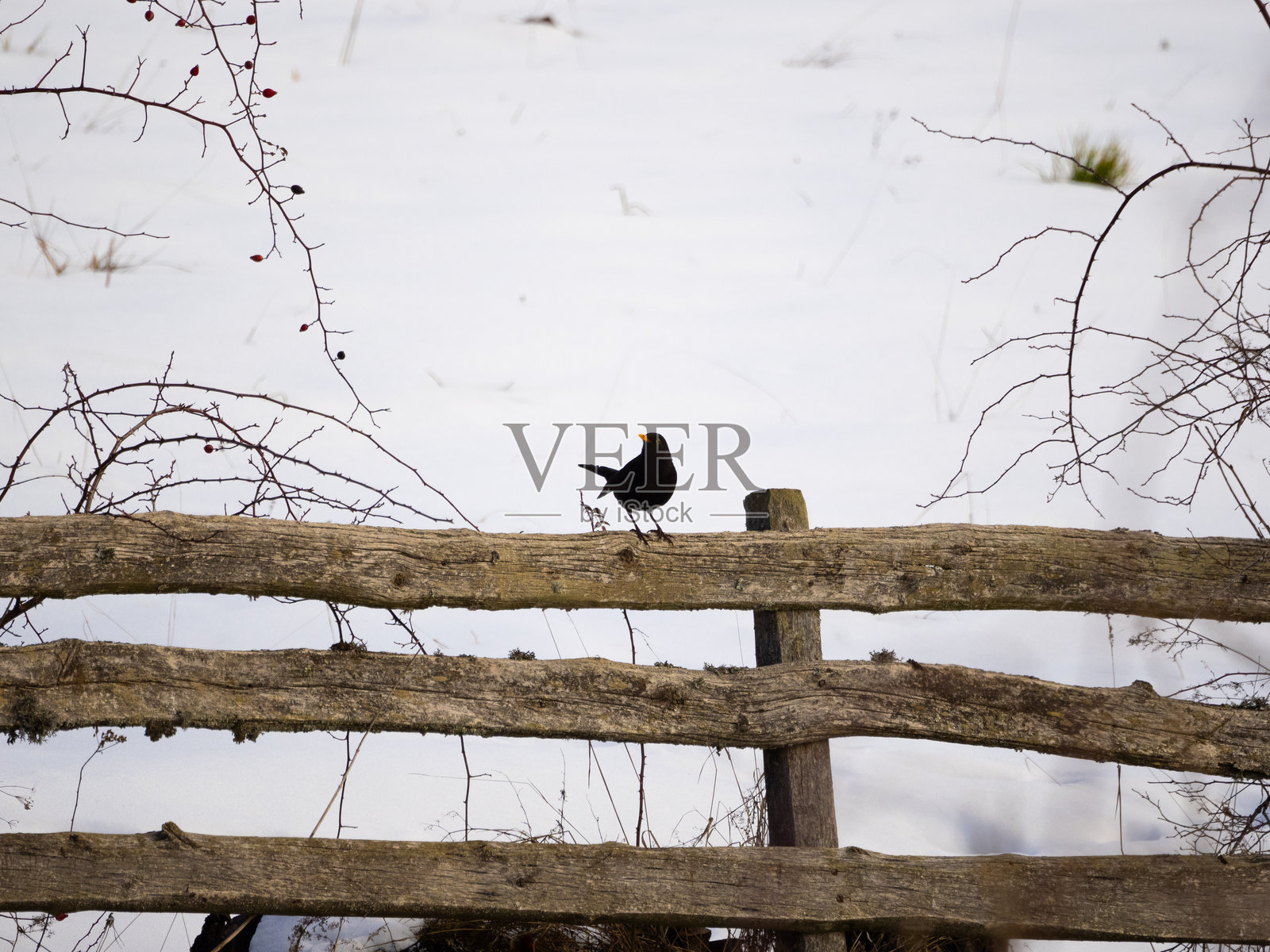 木栅栏上的黑鸟照片摄影图片