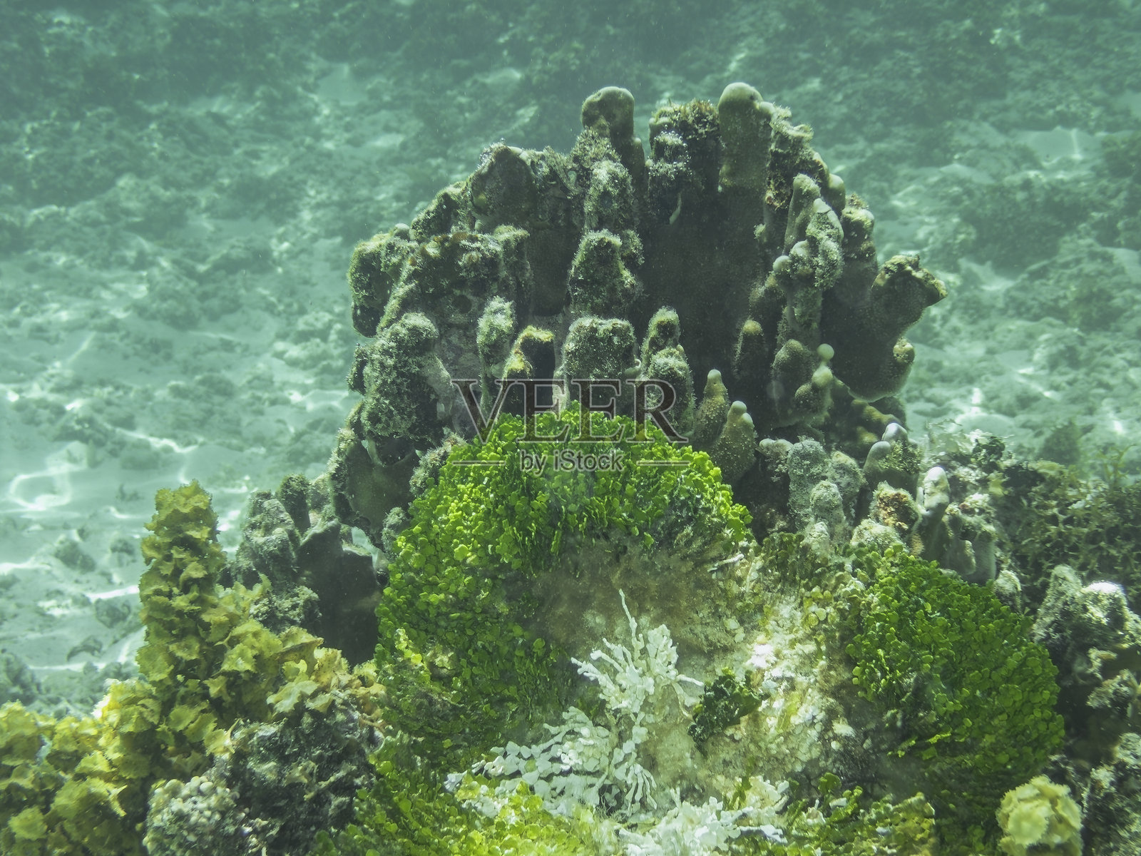 美丽的水下场景照片摄影图片