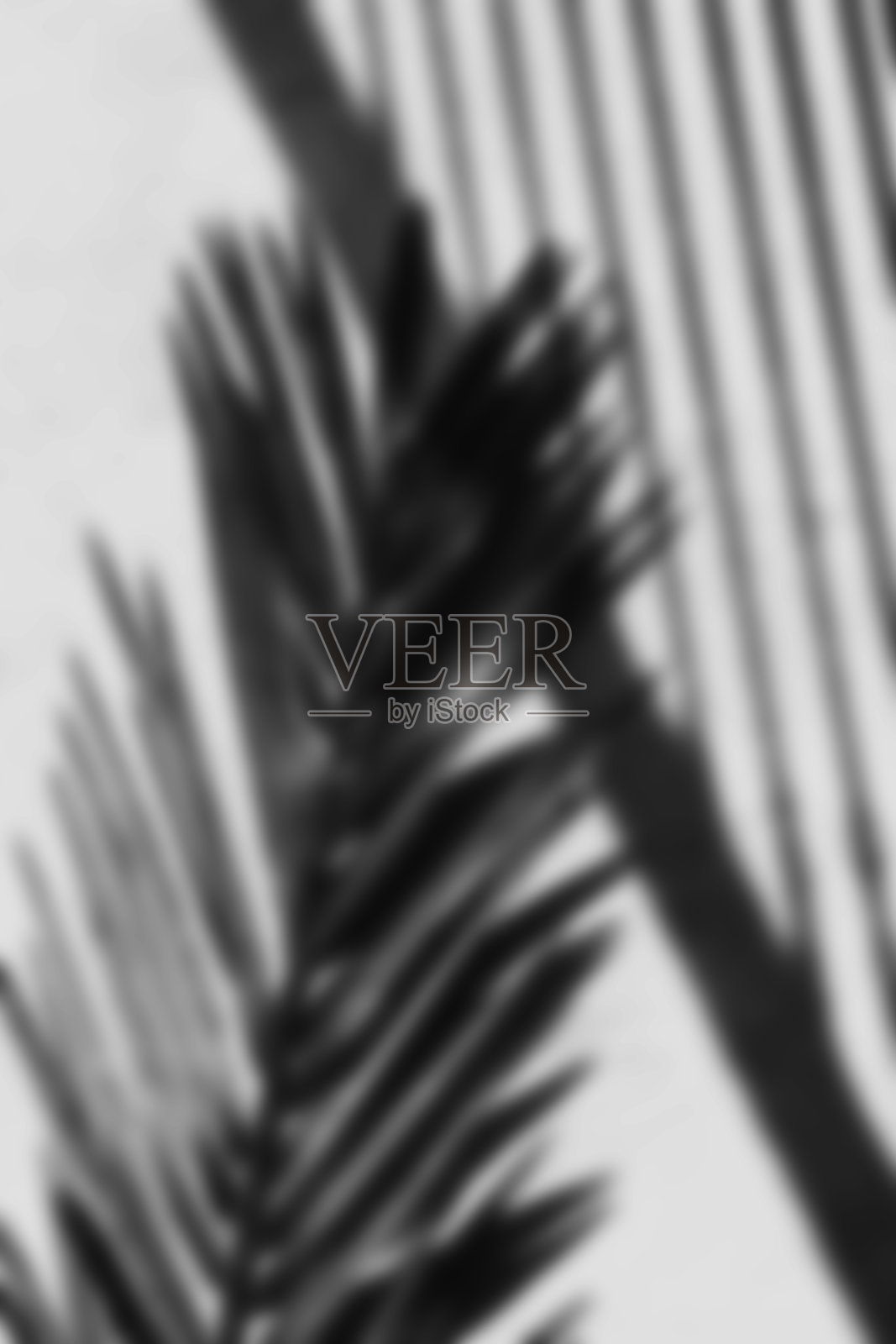 抽象的黑白棕榈叶阴影叠加照片摄影图片