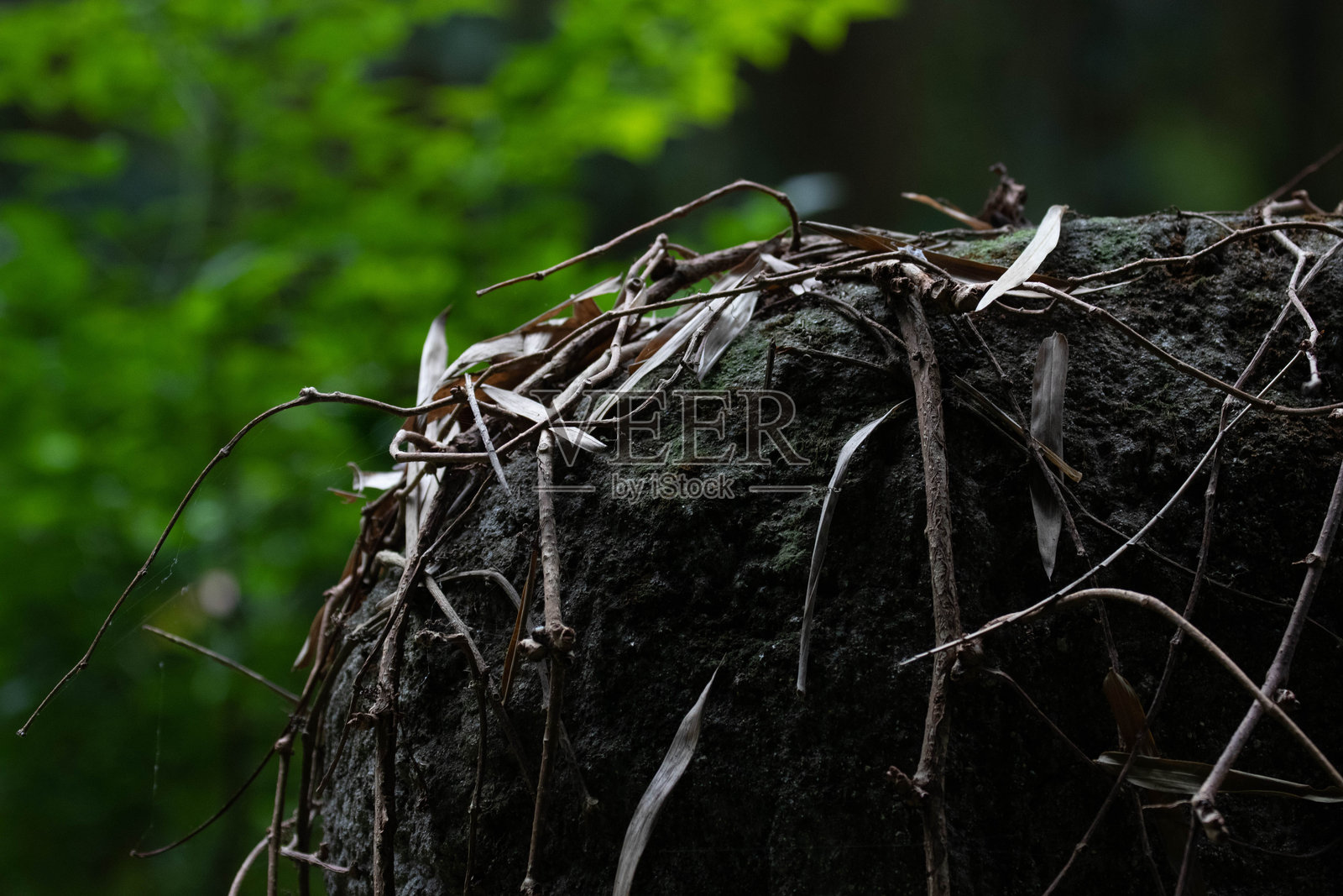 秋季概念，干枯扭曲的树枝照片摄影图片