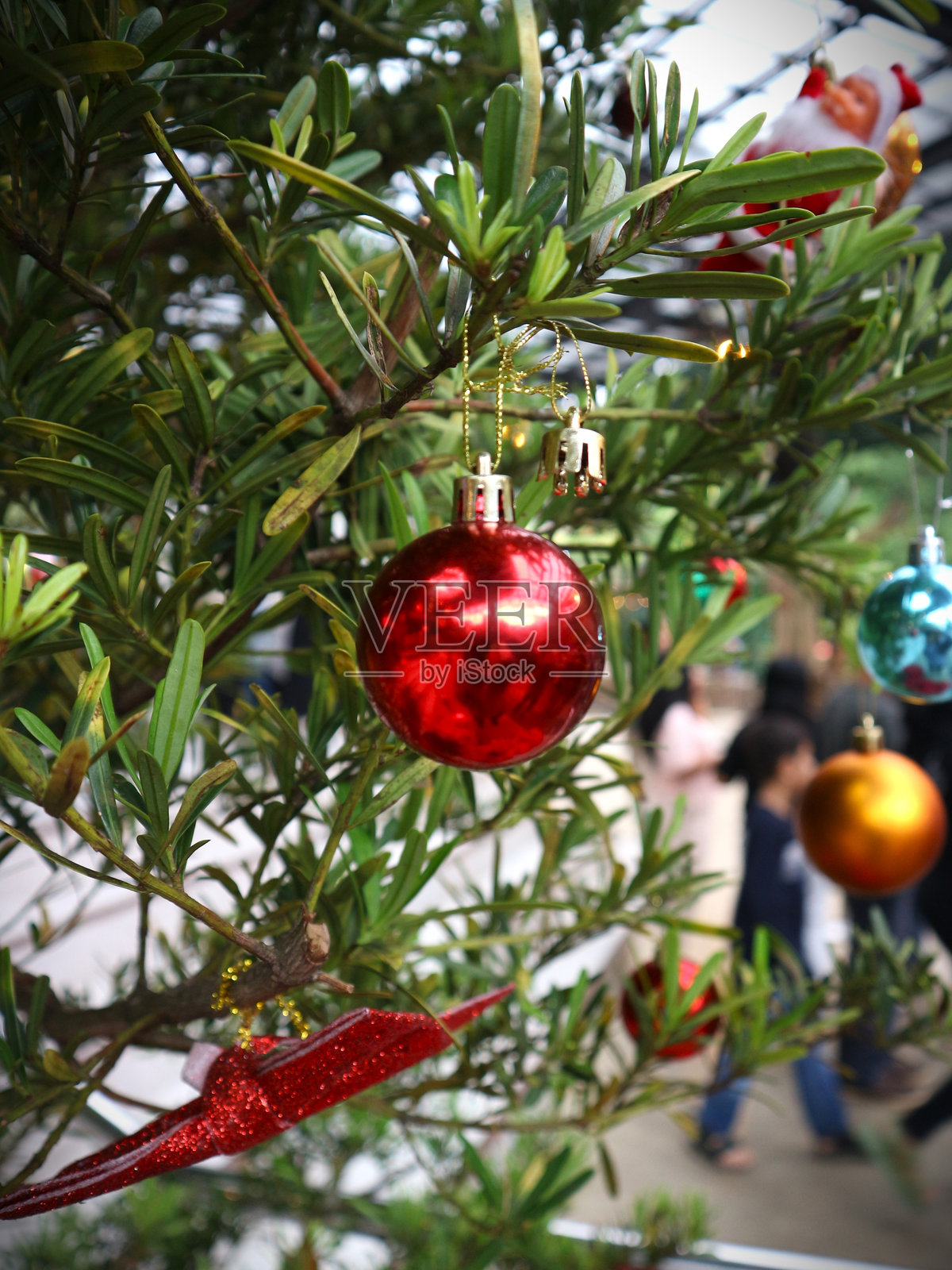 圣诞树装饰球悬挂在圣诞树背景上照片摄影图片