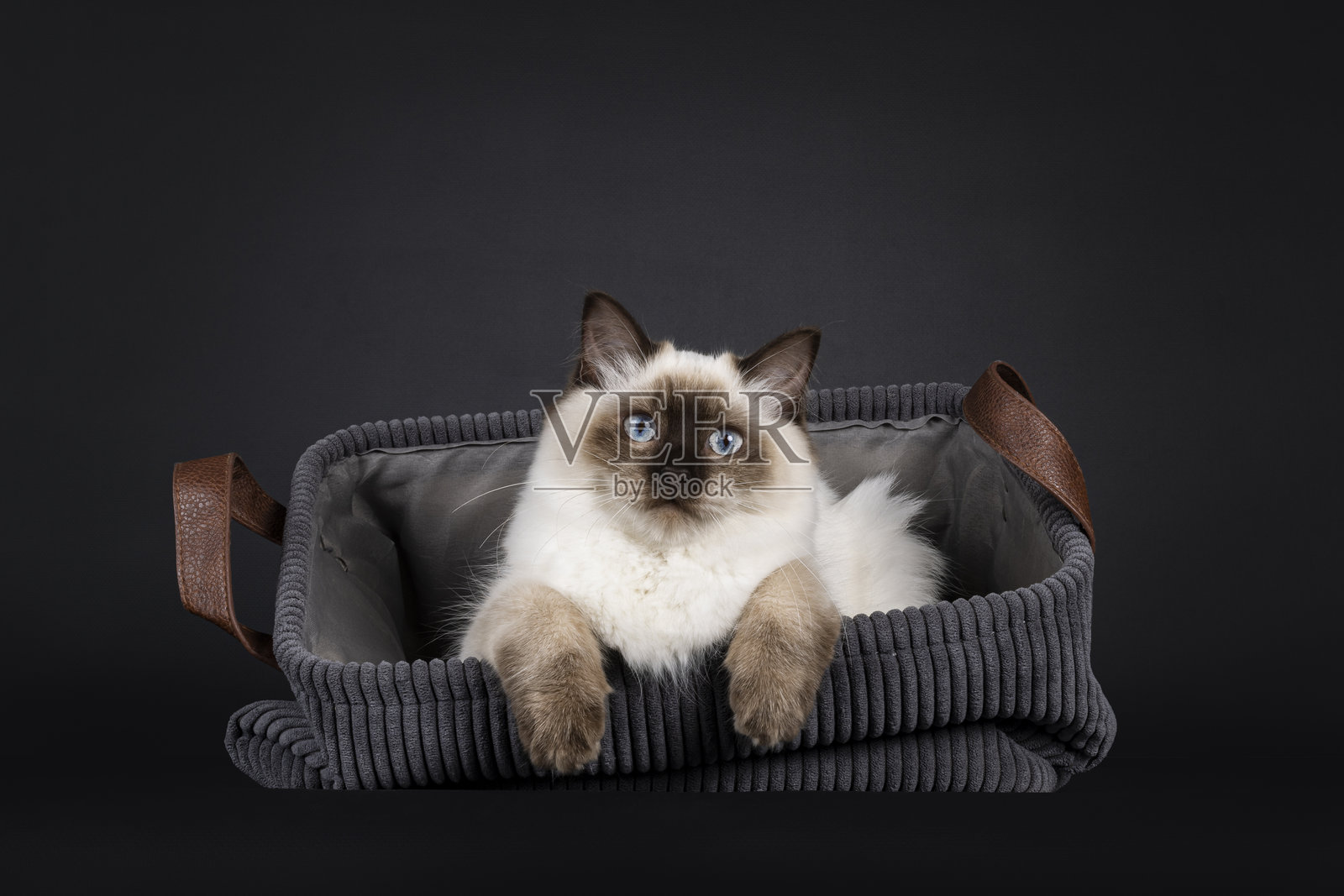 黑色背景上的布偶猫照片摄影图片