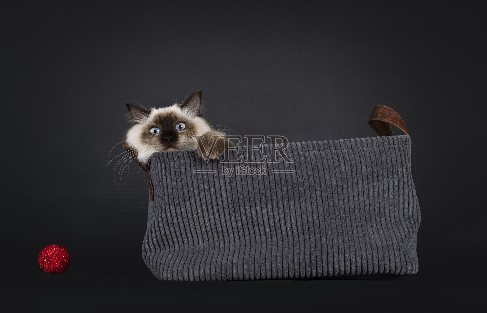 黑色背景上的布偶猫照片摄影图片