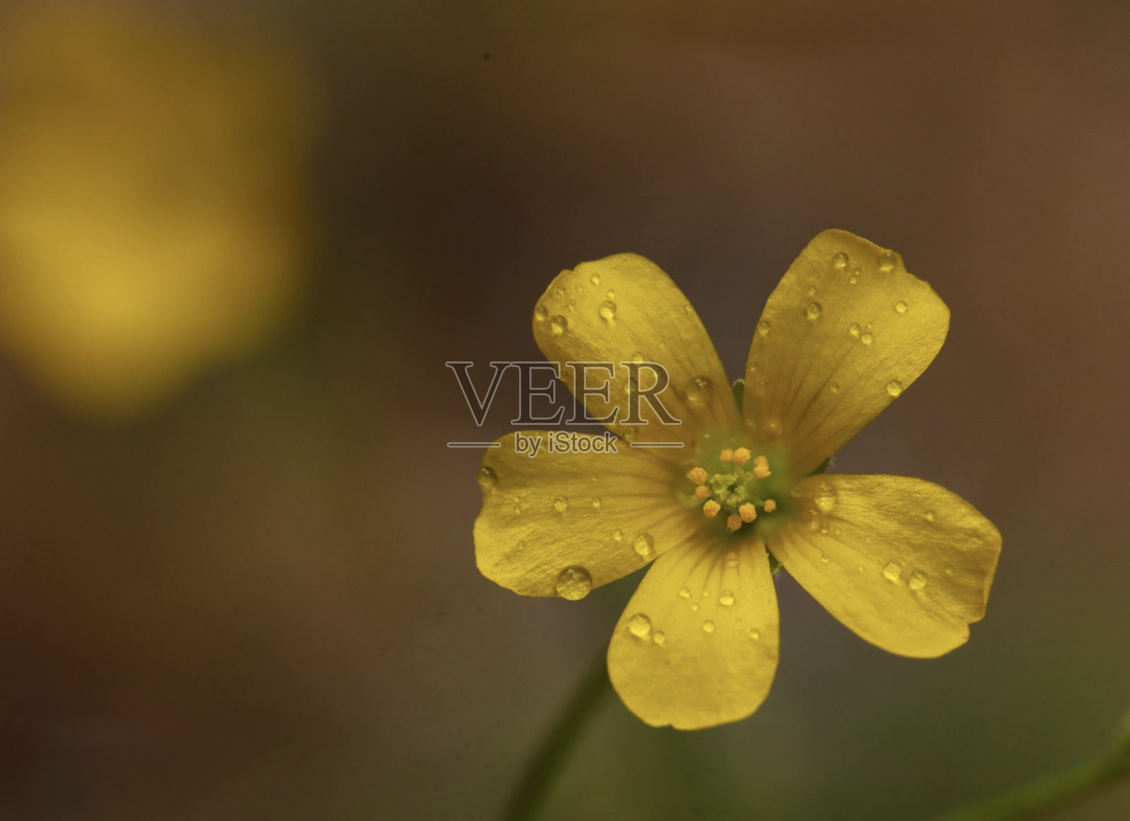 雨后的花朵照片摄影图片