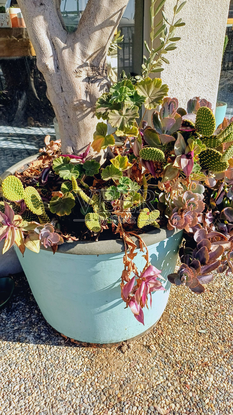 家庭花园，盆栽绿色植物，花朵。照片摄影图片
