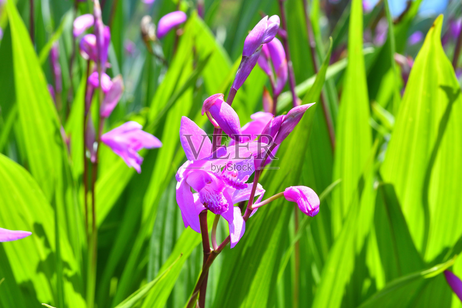 香菜花照片摄影图片