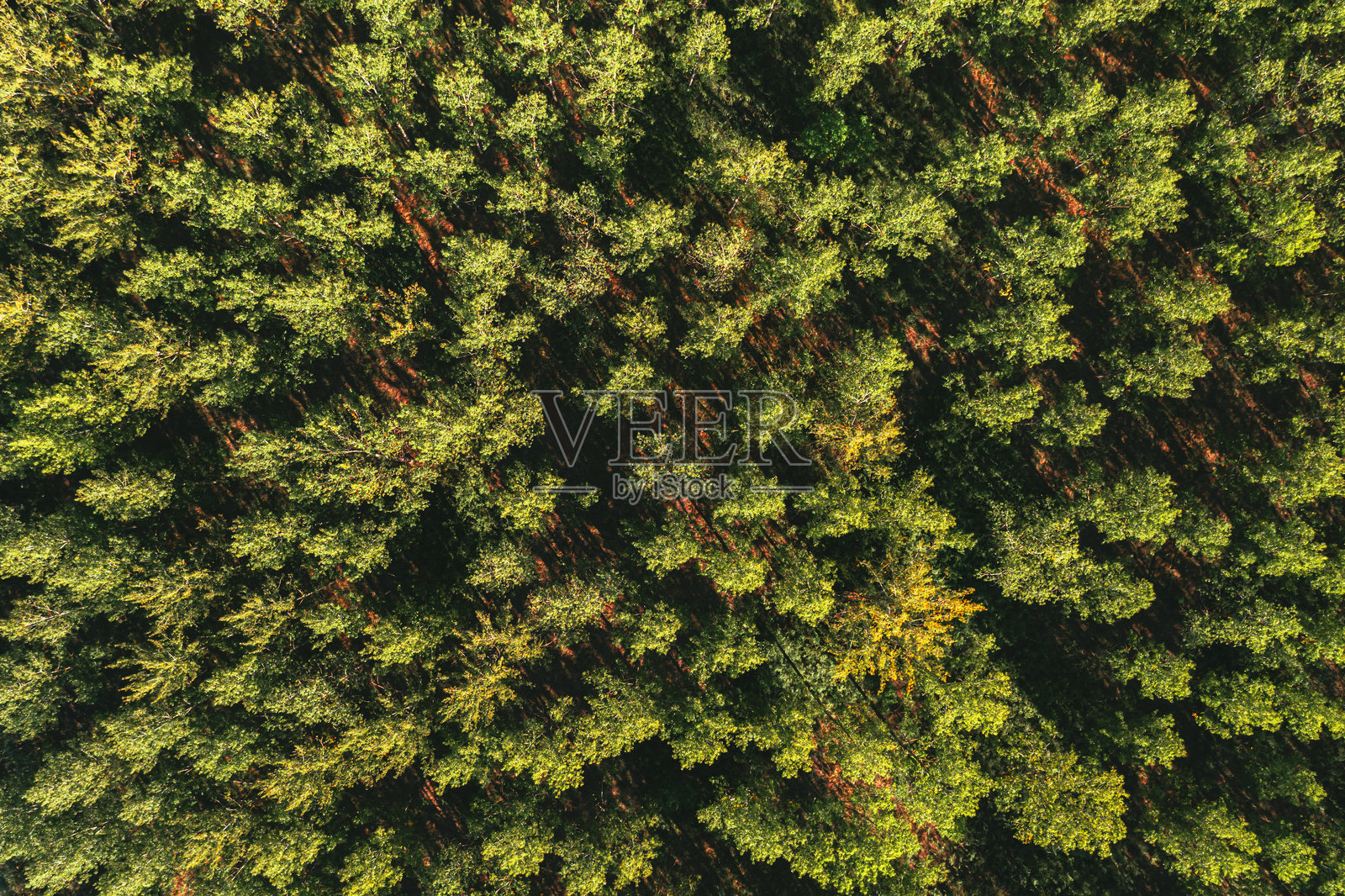 夏季从无人机视角俯瞰的郁郁葱葱的棉白杨森林景观照片摄影图片