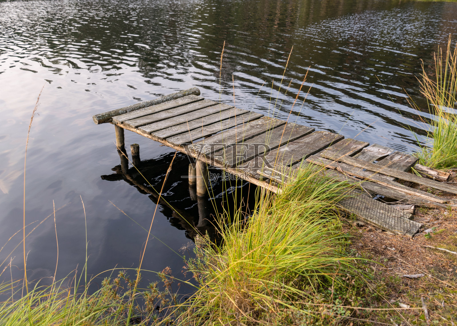 湖岸边的旧木栈桥遗迹，湖岸的松树林，沼泽特有植被，树木轮廓。照片摄影图片