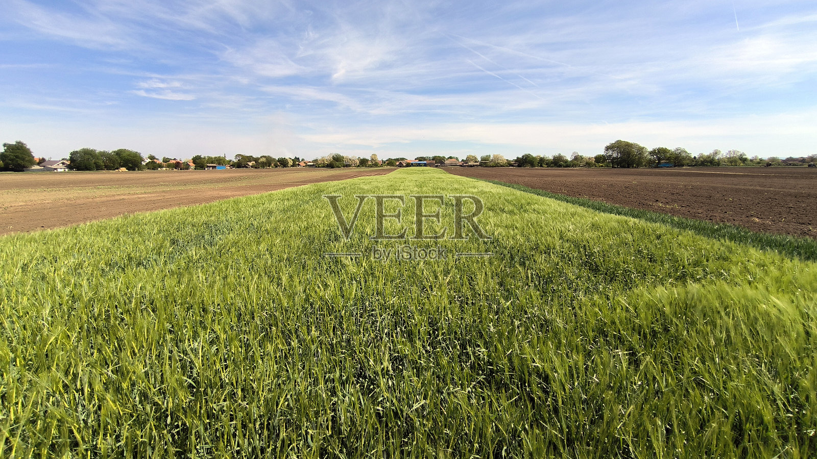 沃伊伏丁那明亮春日的麦田和大麦田照片摄影图片
