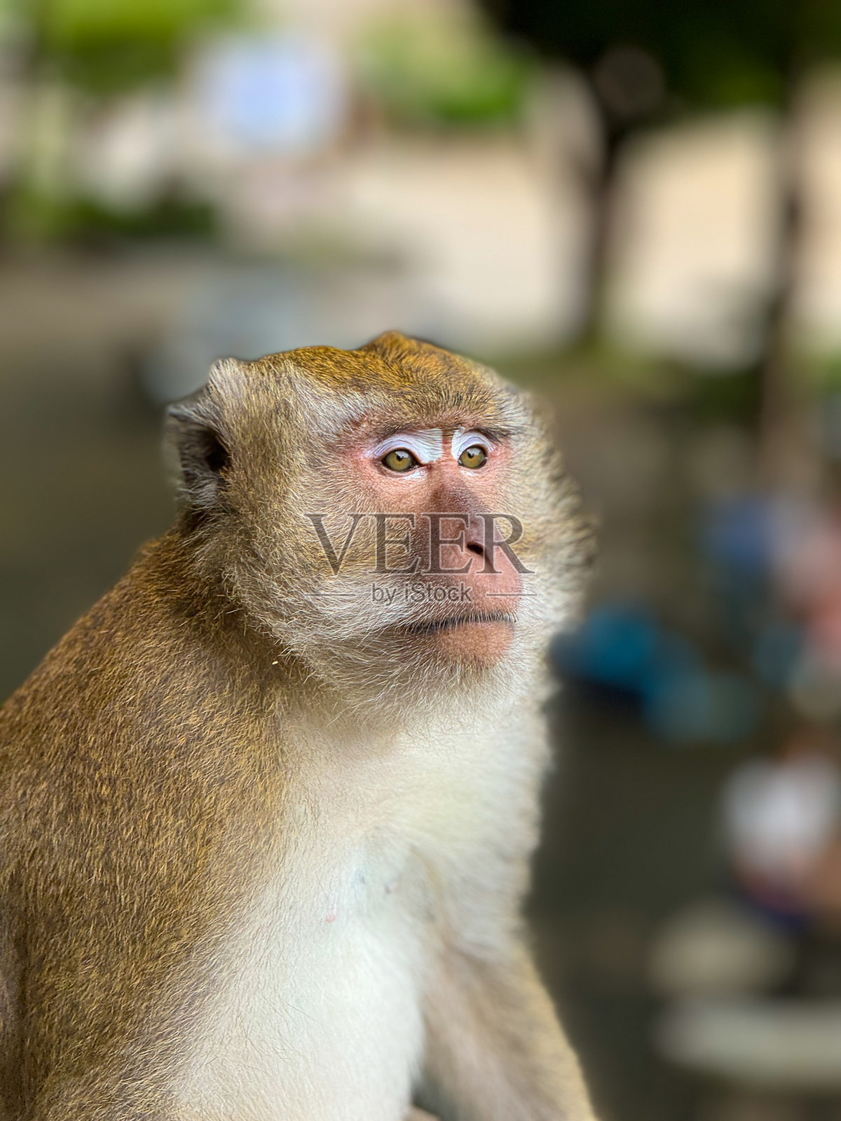 泰国东南亚的猴子照片摄影图片