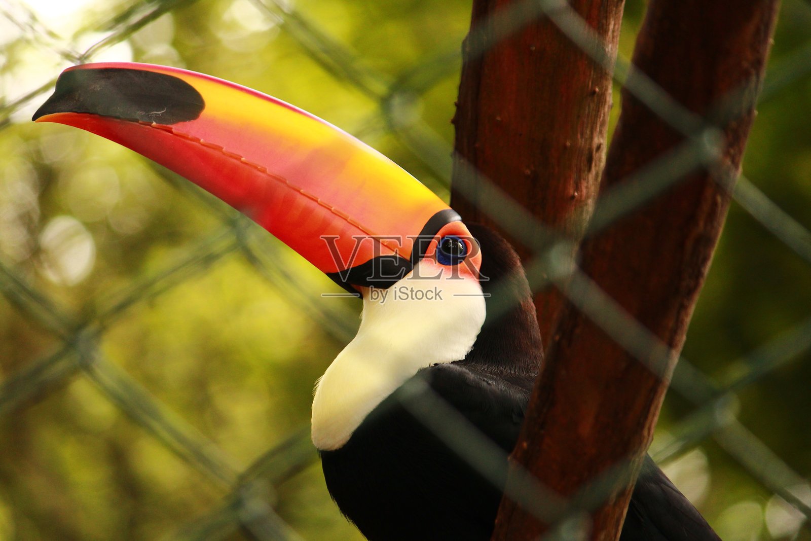 巨嘴鸟照片摄影图片