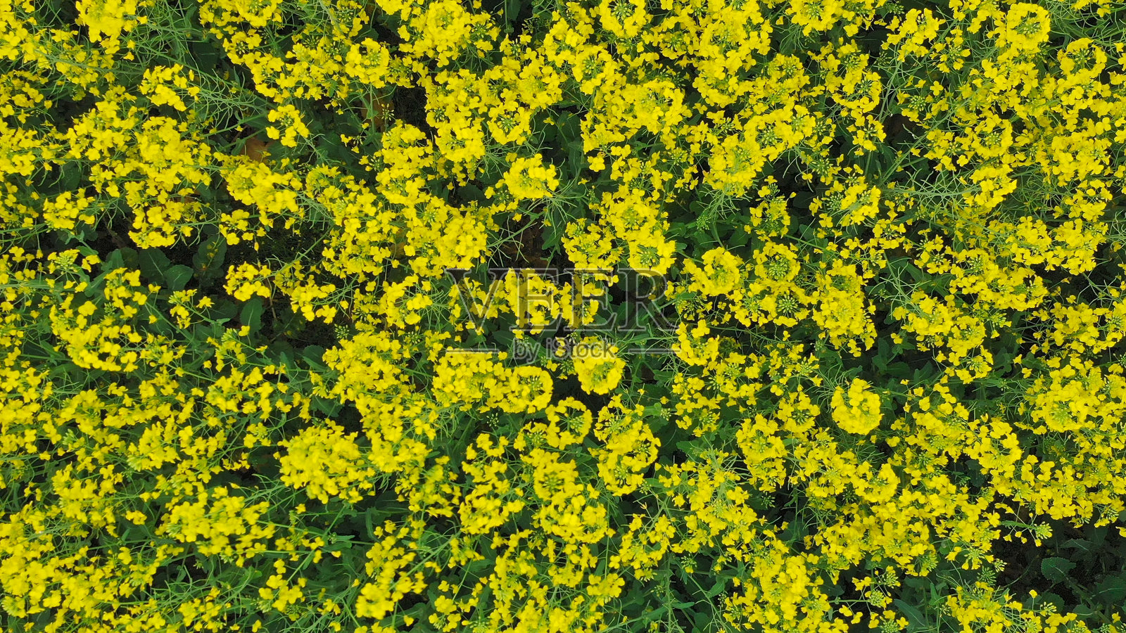 春天的油菜花，中国，亚洲。照片摄影图片