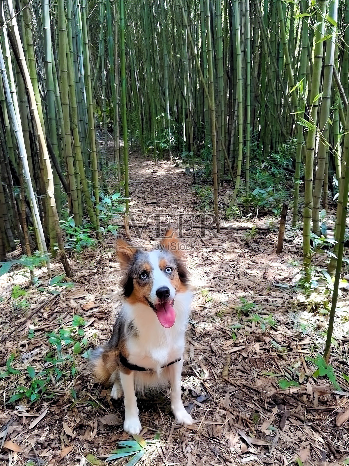 边境牧羊犬在竹林小径上照片摄影图片