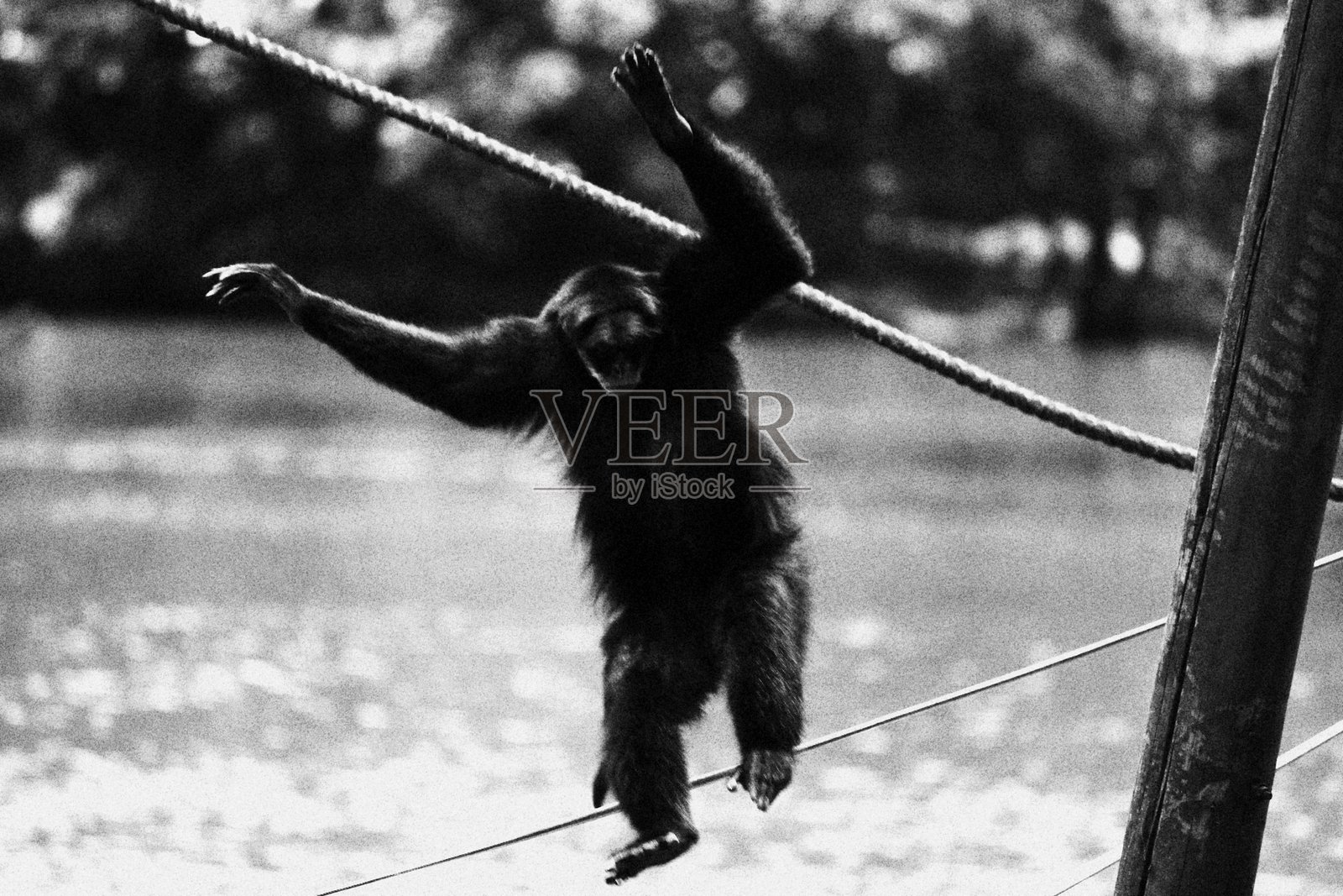 跳跃的猴子。单色黑白色调照片摄影图片