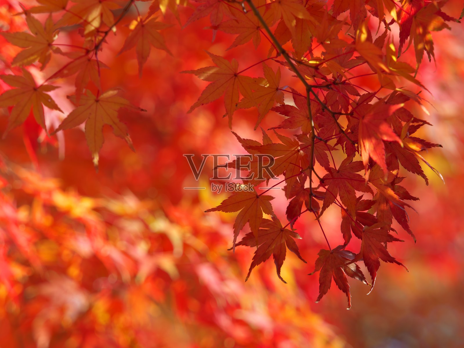 冬晨的日本枫树红叶照片摄影图片