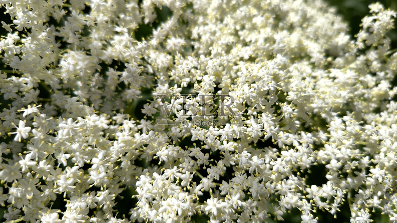 在伏伊伏丁那乡村风景中盛开的接骨木灌木照片摄影图片