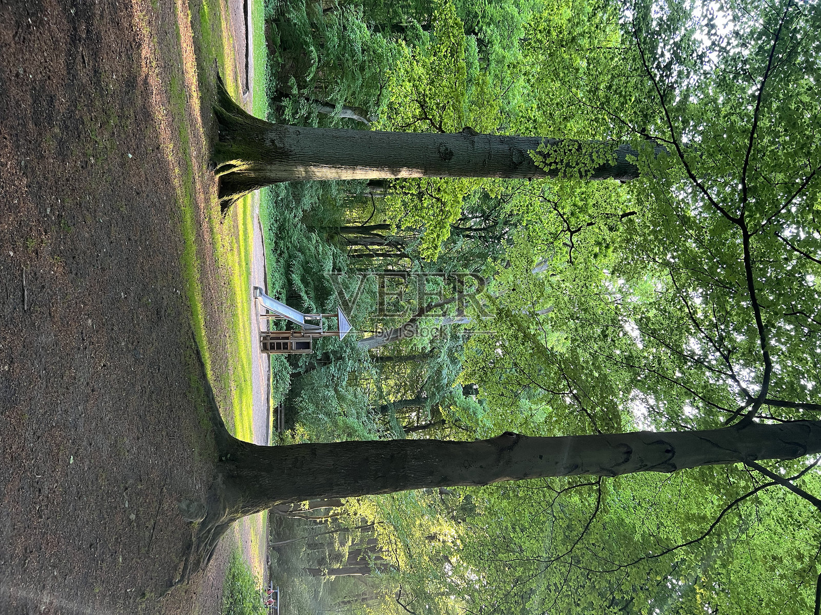 森林中的树木照片摄影图片