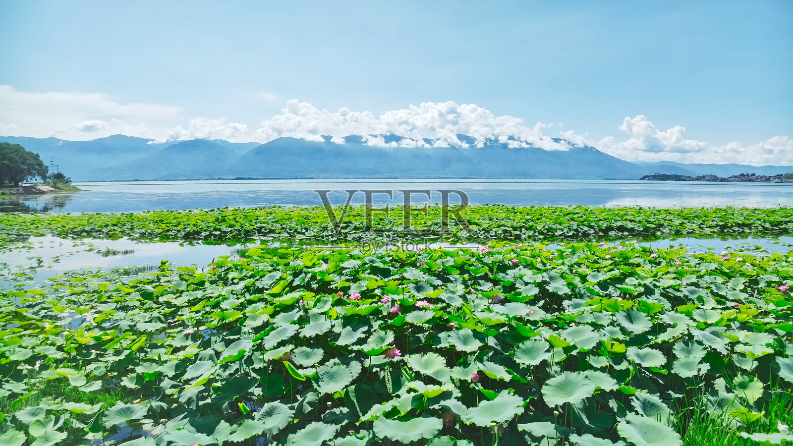 云南大理苍山与洱海的莲花照片摄影图片