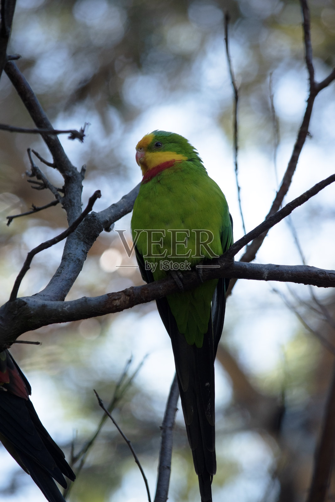 华丽鹦鹉栖息在树枝上照片摄影图片