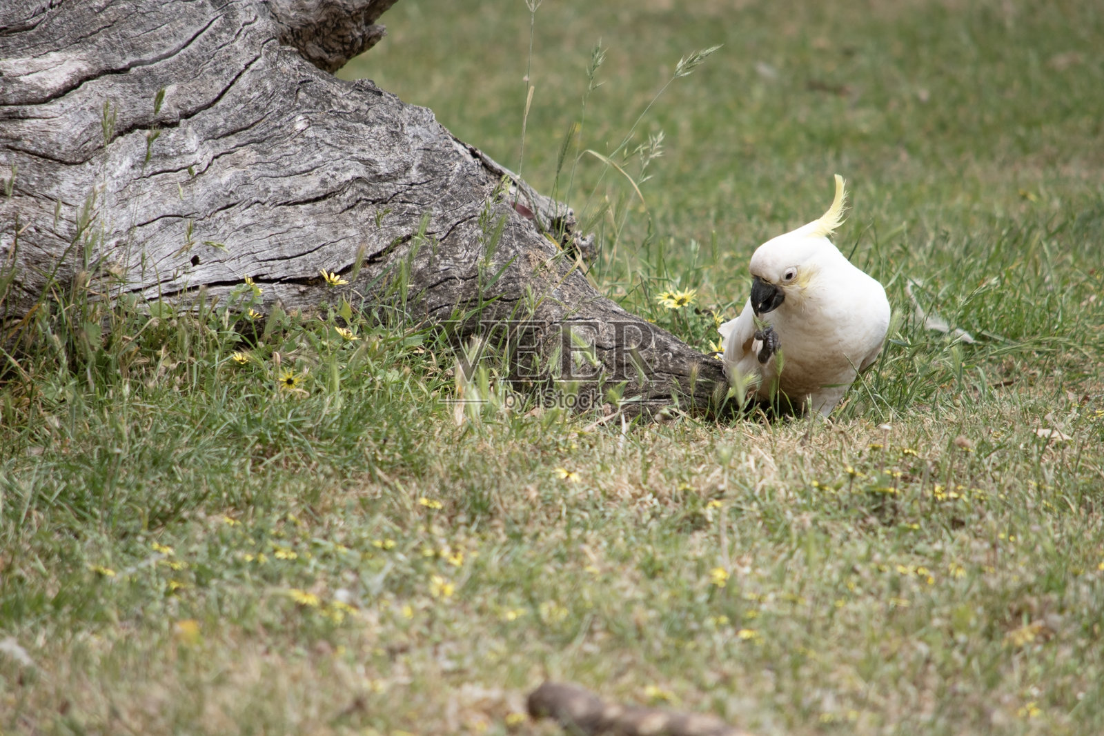 白顶鹦鹉正在草地上寻找食物照片摄影图片