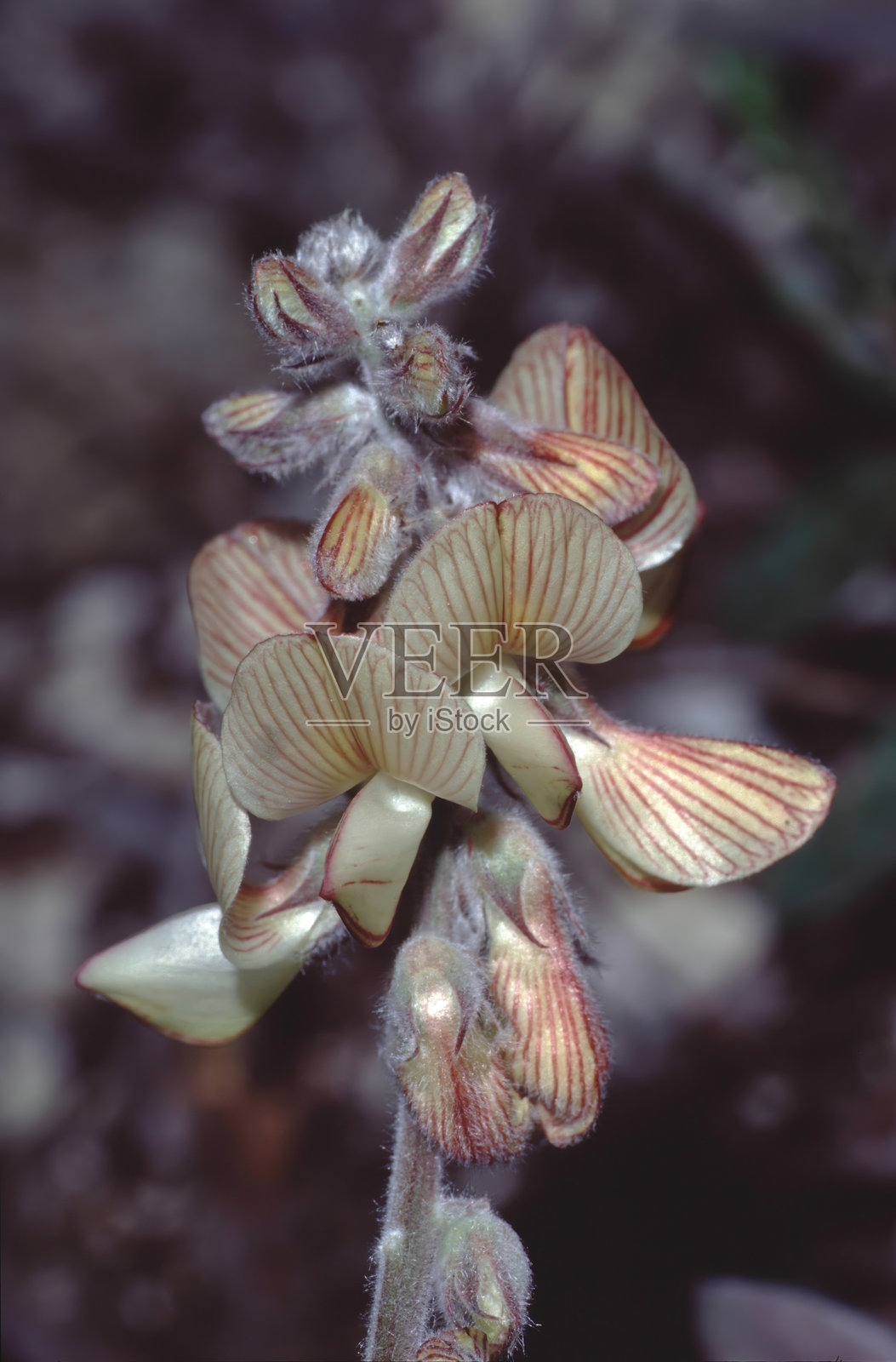 斑纹豆兰花朵特写照片摄影图片