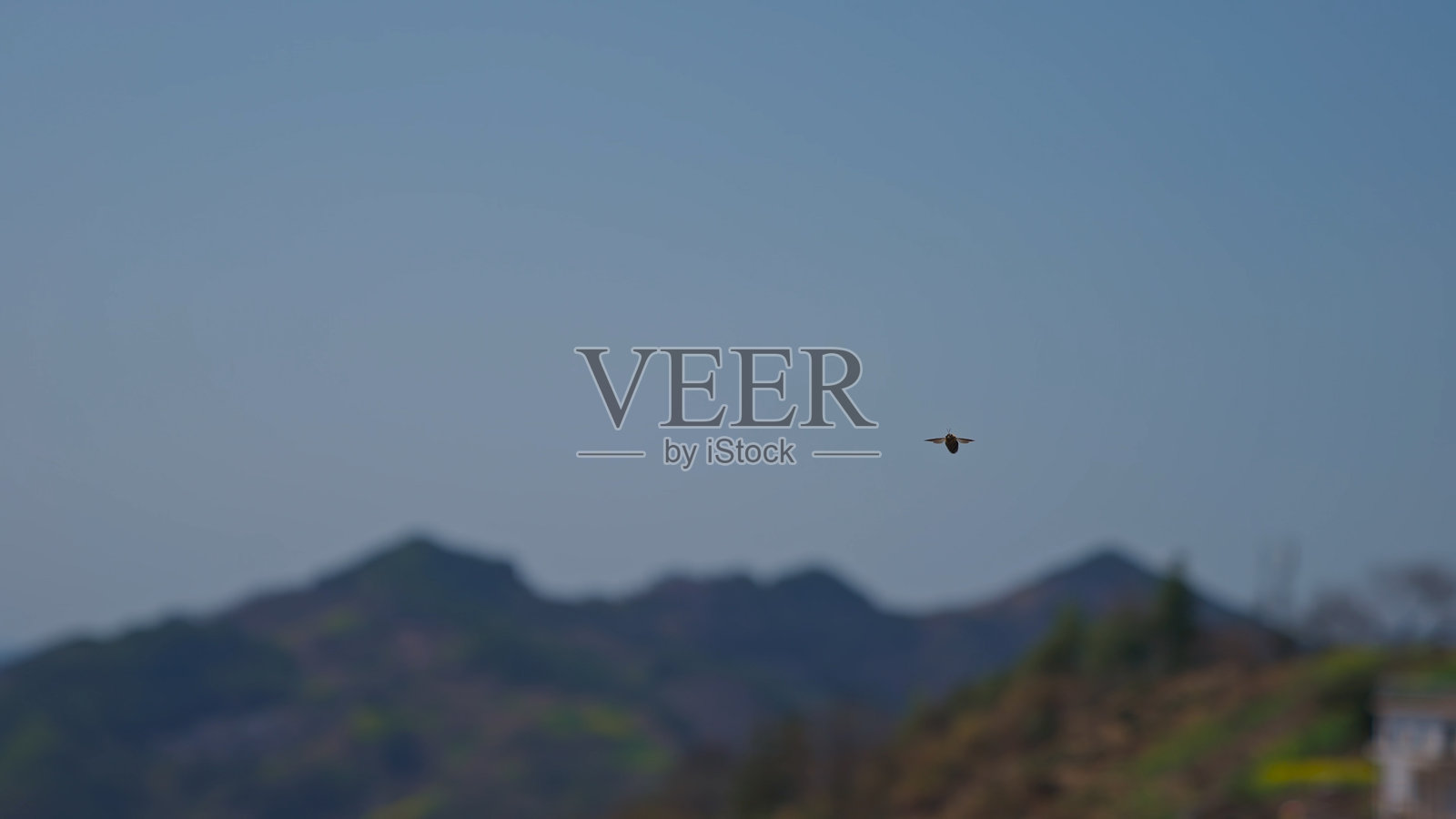 春天蜜蜂在中国采蜜，亚洲。照片摄影图片