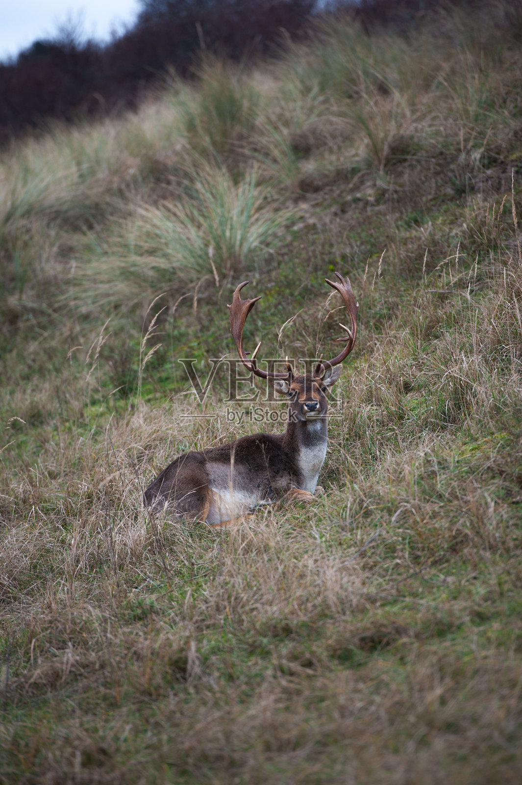 欧洲梅花鹿，Dama Dama（鹿科）照片摄影图片
