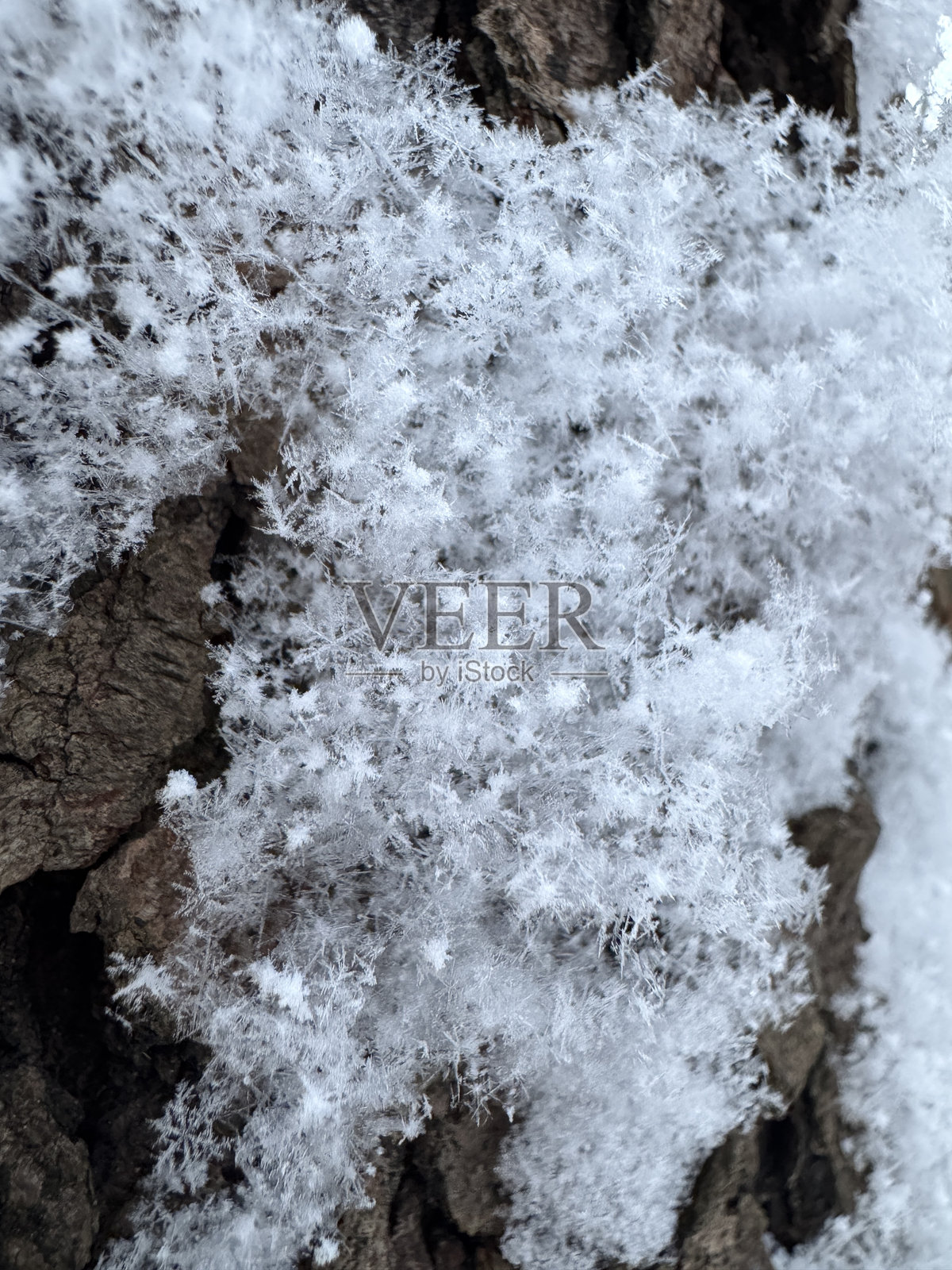 公共公园中新近落下的雪照片摄影图片