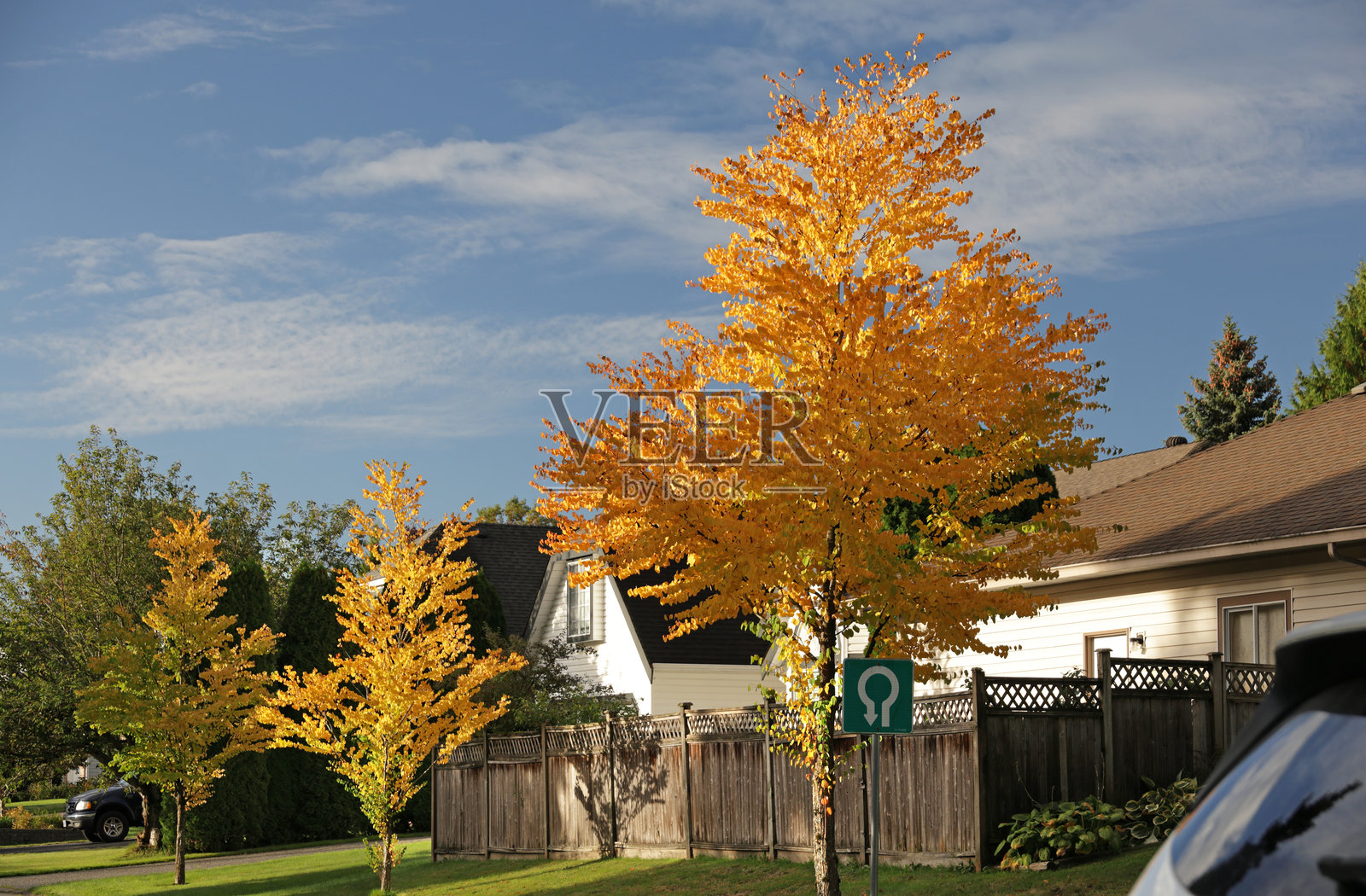加拿大萨里市的树木成荫住宅街道照片摄影图片