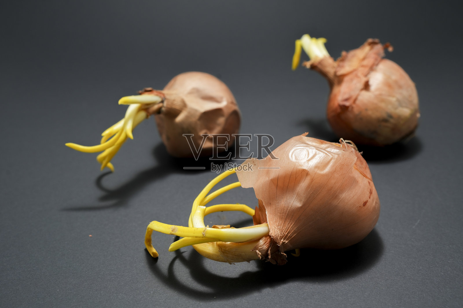 老化发芽的洋葱产品照片，背景中性，留有文字空间照片摄影图片