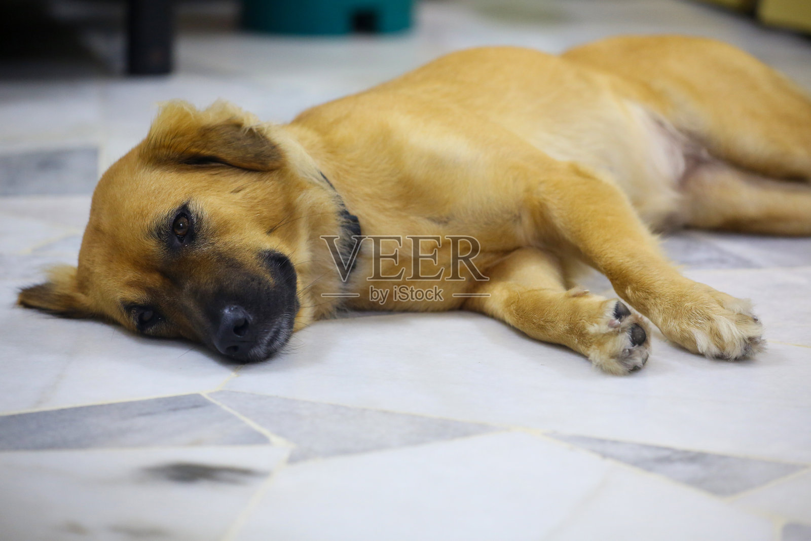 可爱的狗狗照片摄影图片