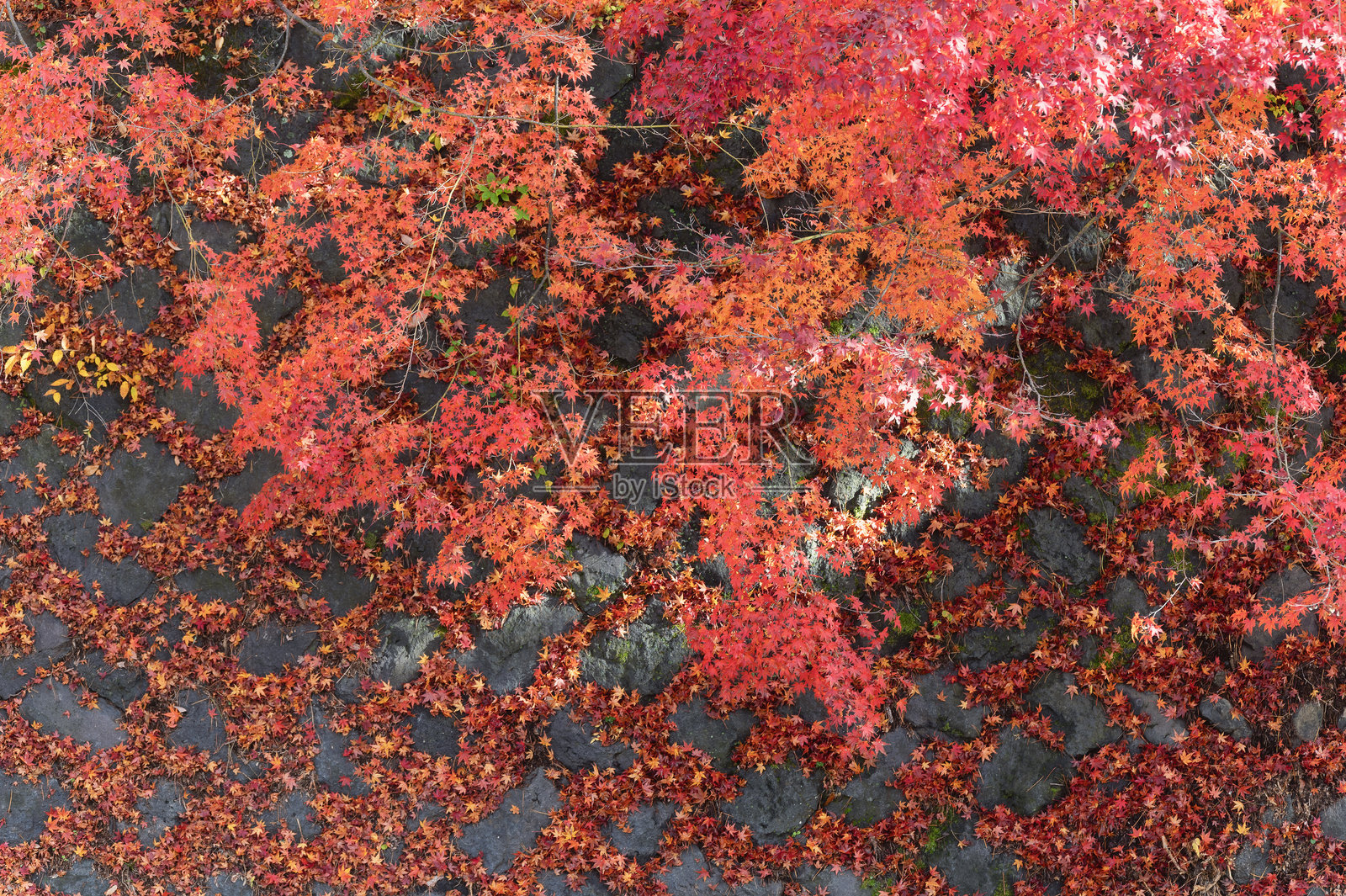 日本富士河口湖的枫叶走廊，11月的鲜红秋叶照片摄影图片