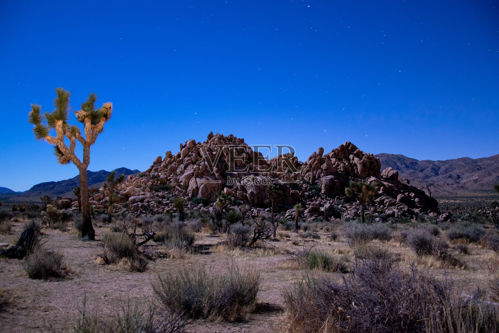 夜晚的约书亚树照片摄影图片