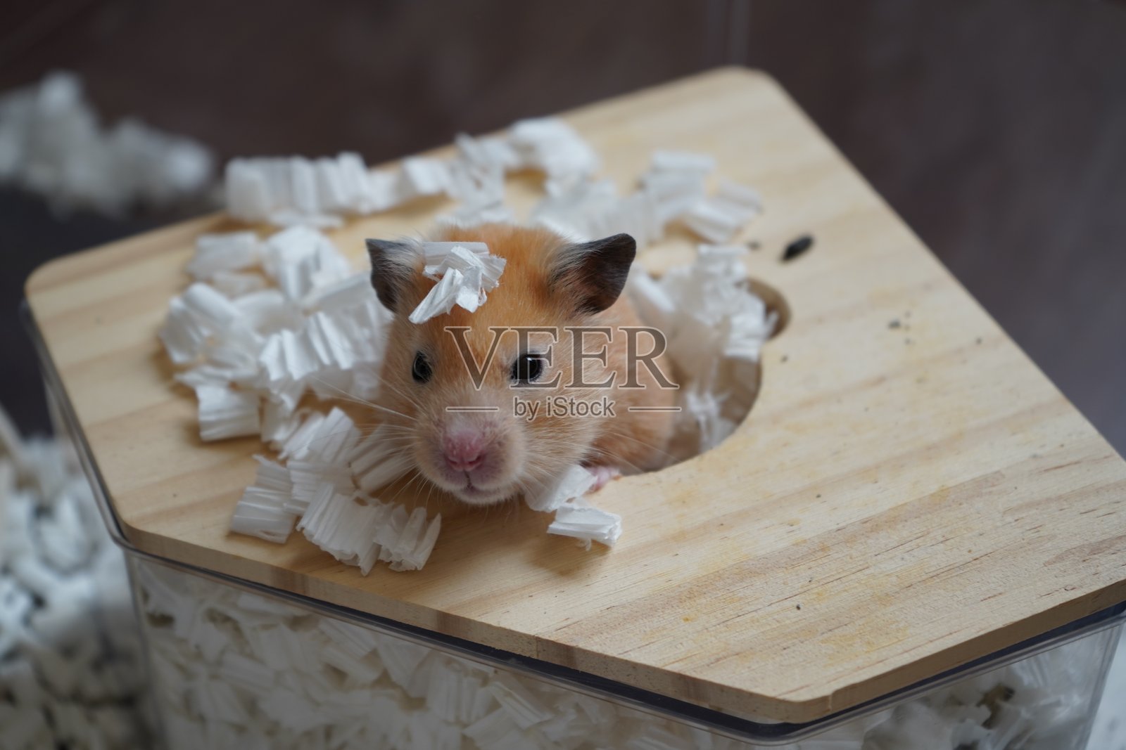 好奇的仓鼠在木屋里照片摄影图片