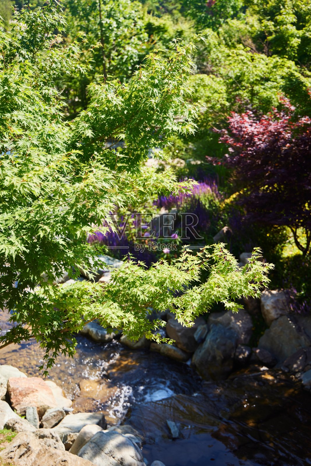 一条清澈的溪水流过岩石区域，前景有一棵树。岩石散布在整个区域，场景宁静而祥和。照片摄影图片