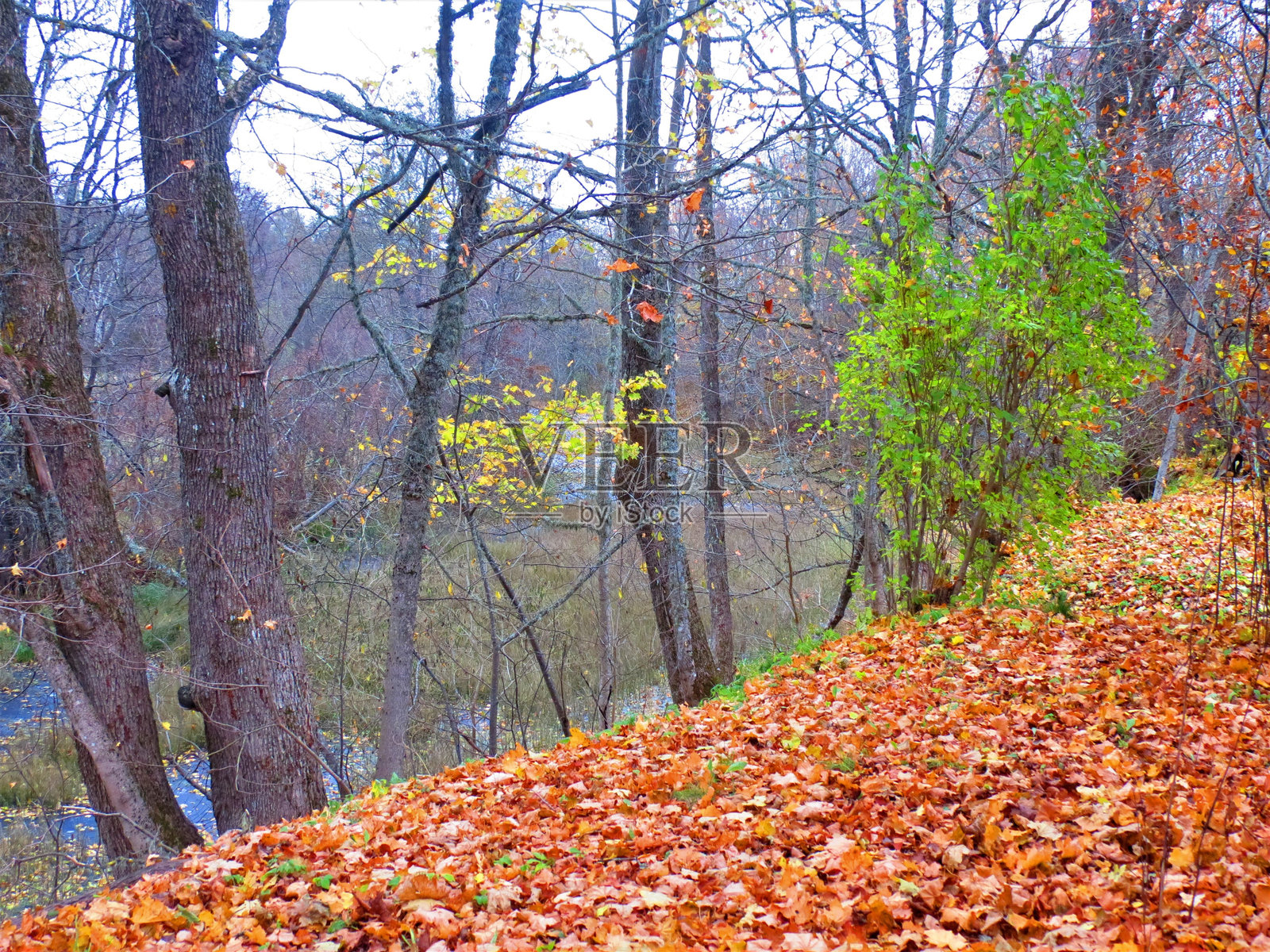 秋季风景。照片摄影图片