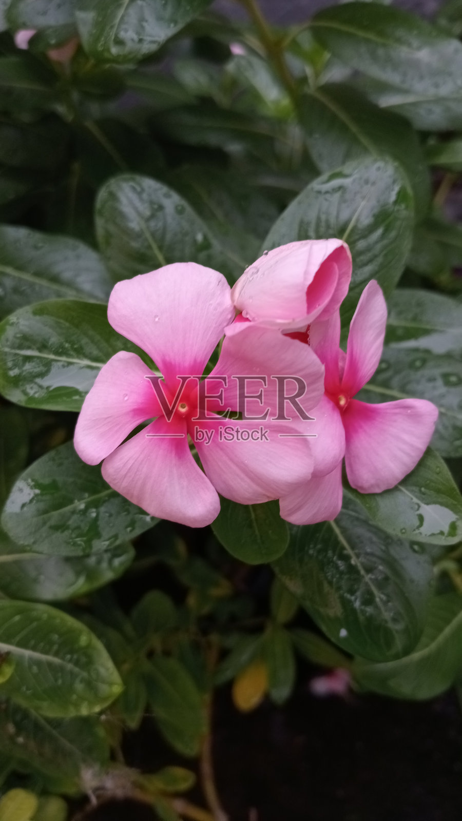 美丽而迷人的紫罗兰花，形状和颜色各异照片摄影图片