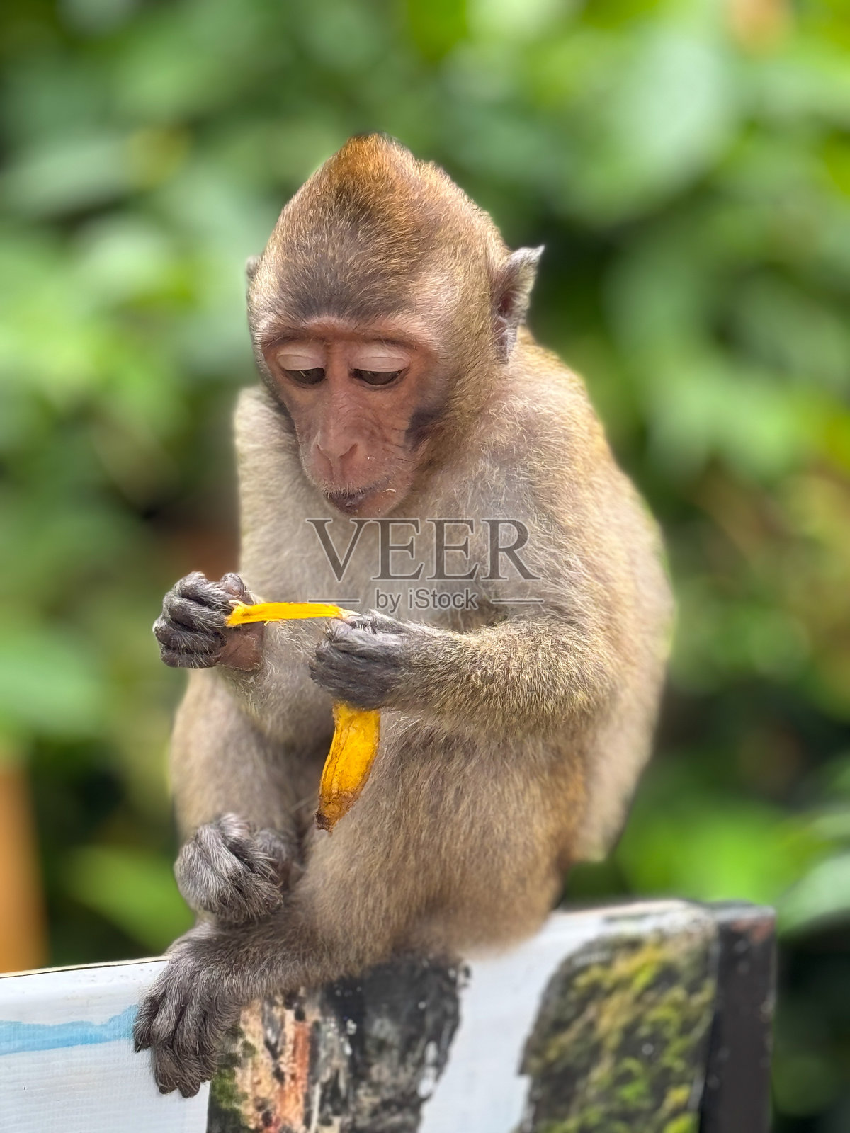泰国东南亚的猴子照片摄影图片
