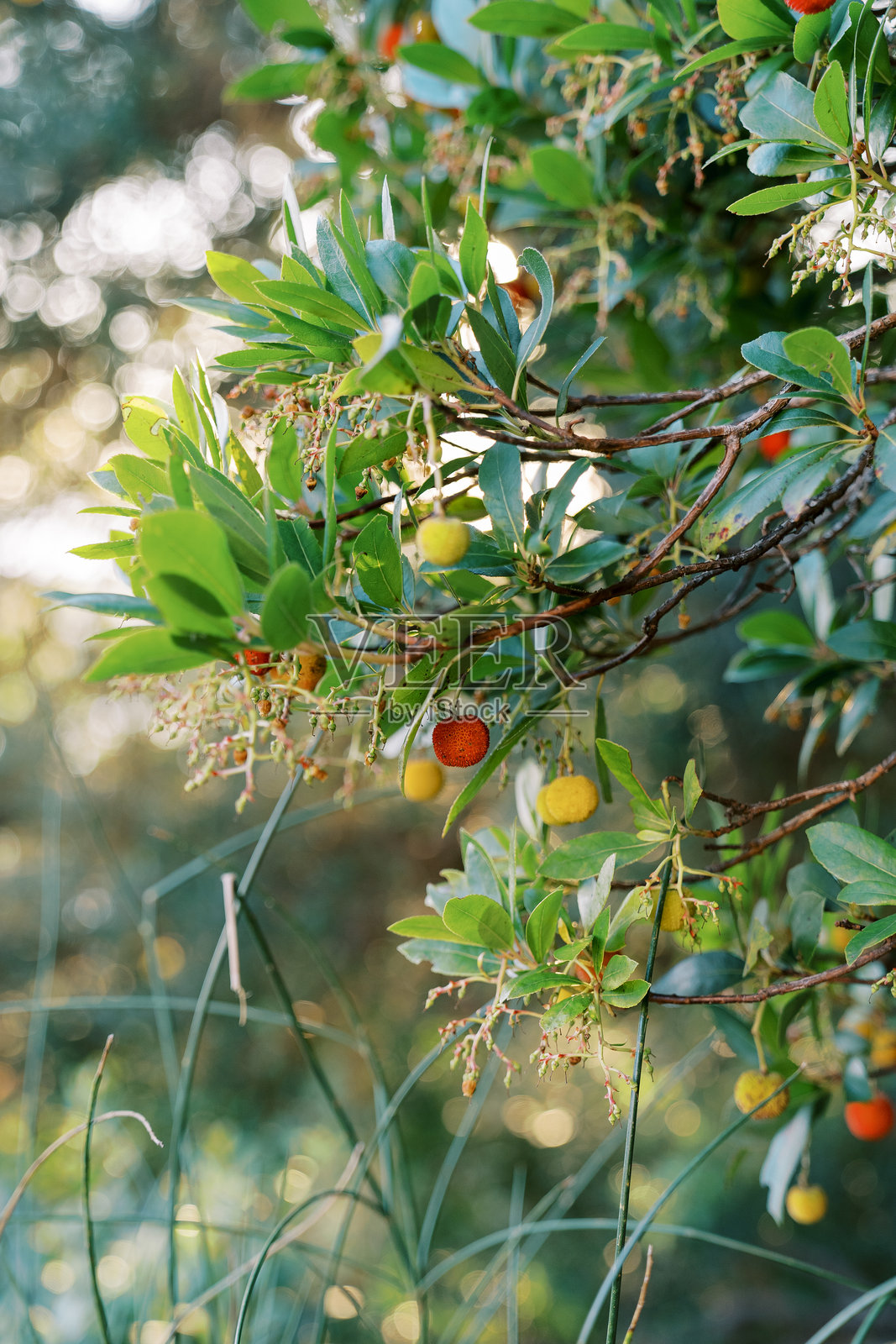 草莓树枝叶间成熟的水果照片摄影图片