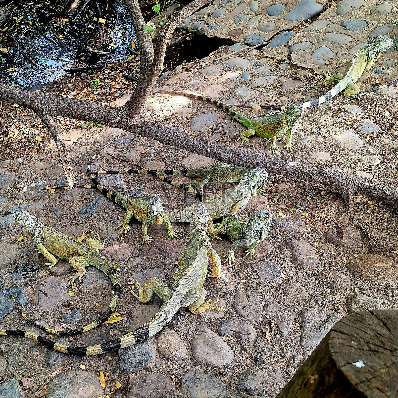 鬣蜥照片摄影图片