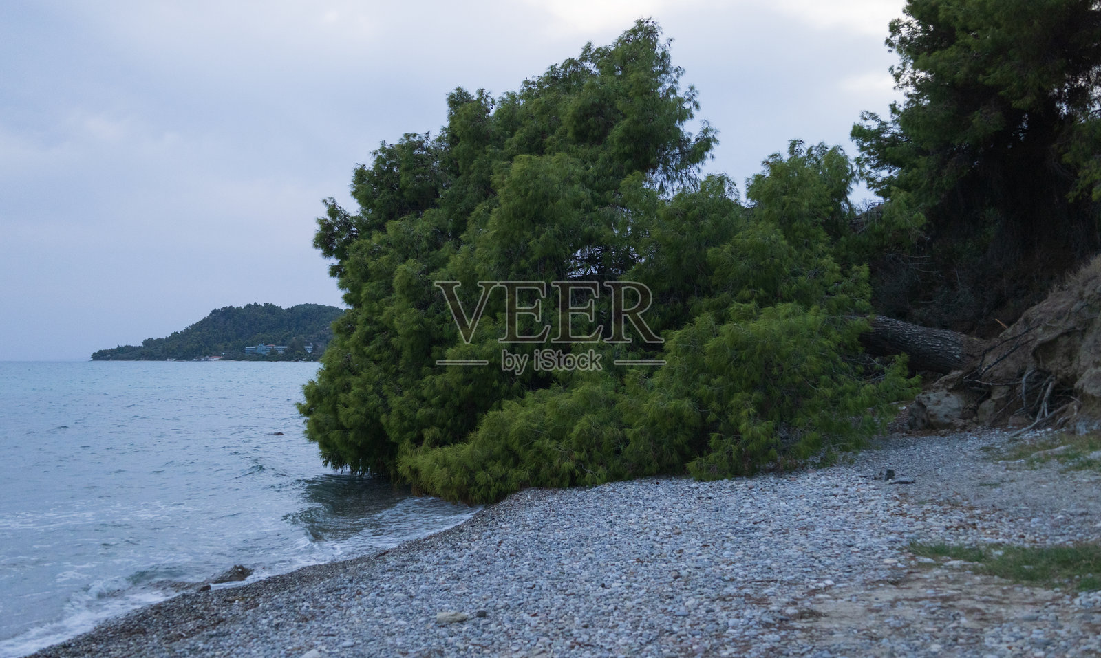 一棵巨大的倒下的树木静静地躺在偏僻的卵石海滩上。照片摄影图片