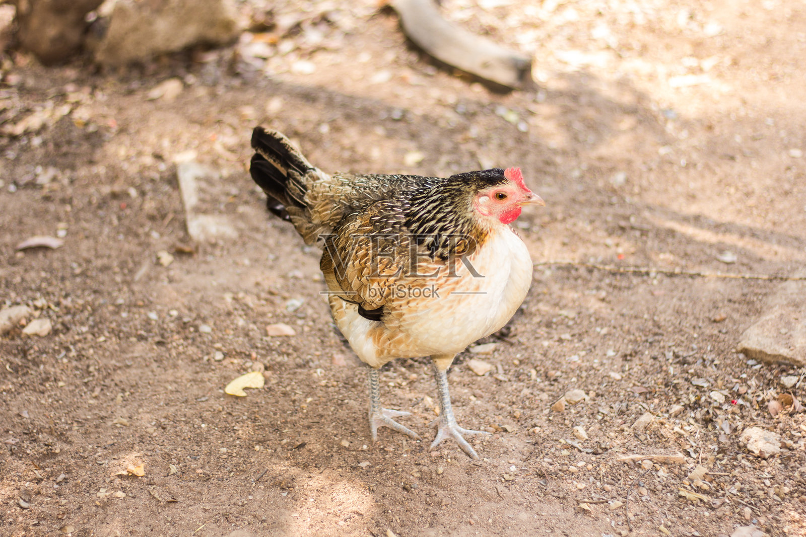 泰国矮脚鸡，动物照片摄影图片