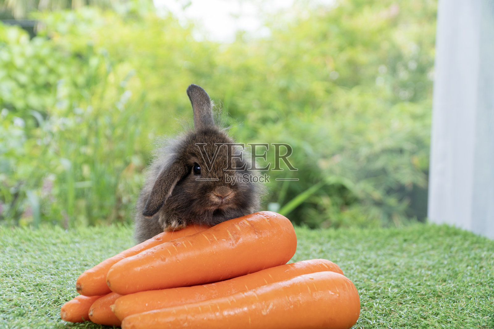 可爱的宝宝兔子坐在绿色草地上，面前是一堆新鲜的橙色胡萝卜，背景是模糊的自然景色。毛茸茸的棕色兔子在自然背景中。复活节宠物蔬菜食品概念。照片摄影图片